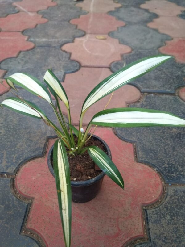 Chlorophytum - Image 3