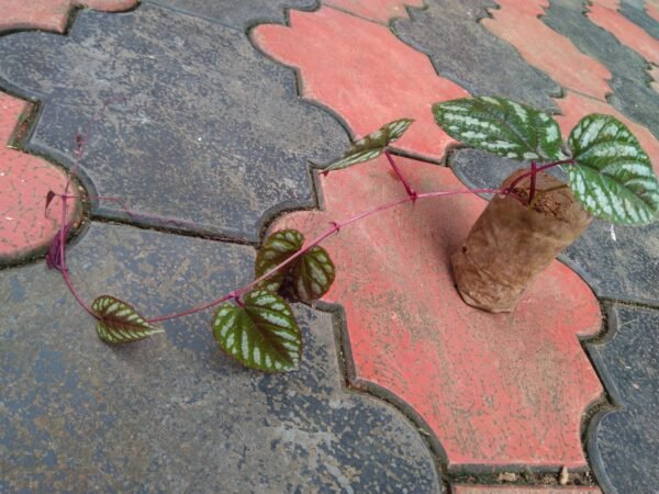 Cissus Discolor - Image 2