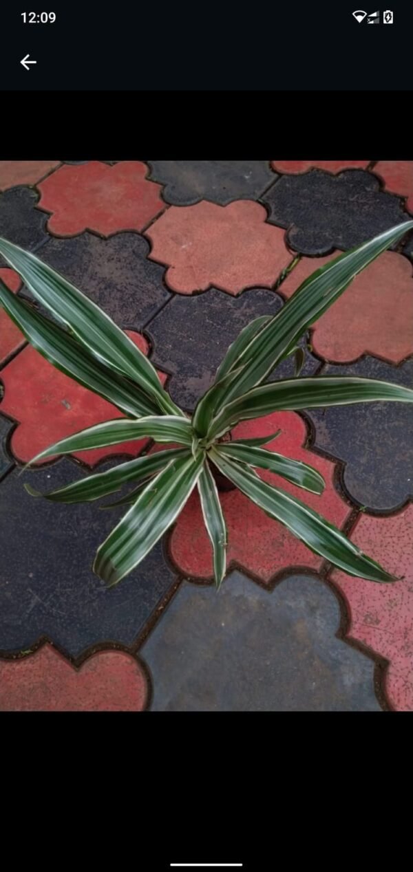DRACENA White Bird. - Image 2