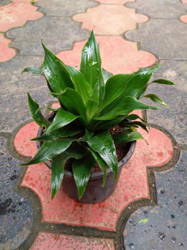 Dracaena Compacta - Image 2
