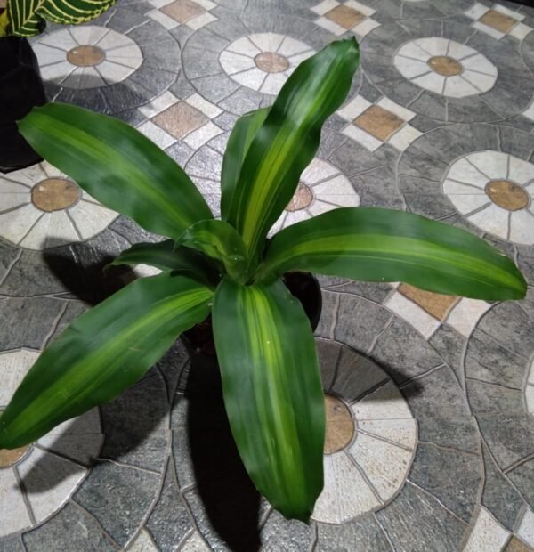 Dracaena Messangeana - Image 2