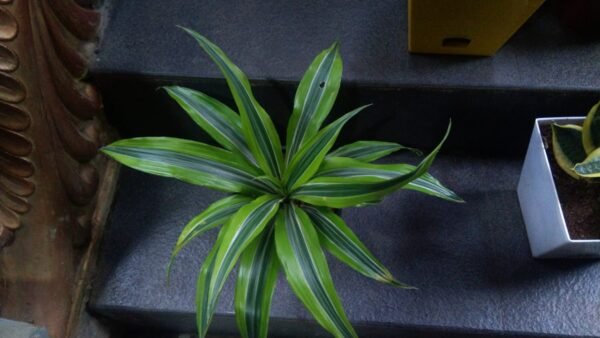 Dracaena - Image 2