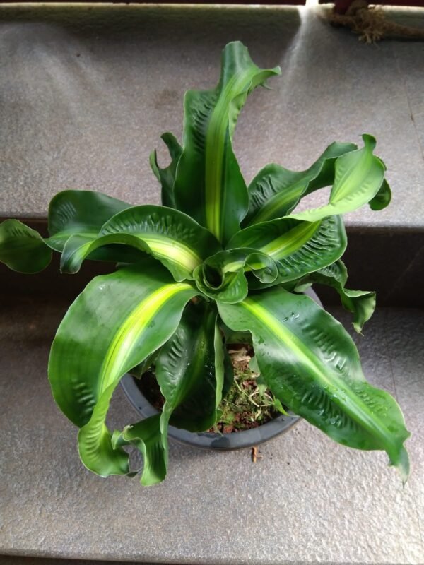 Dracena Tornado
