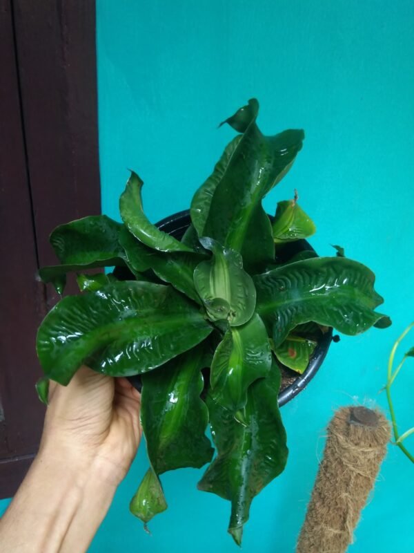 Dracena Tornado - Image 2