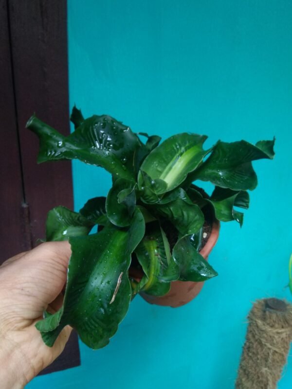Dracena Tornado - Image 3