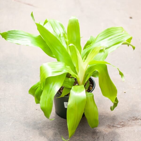 Dracenia lime light