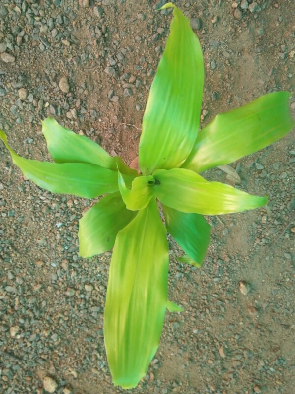 Dracenia lime light - Image 2