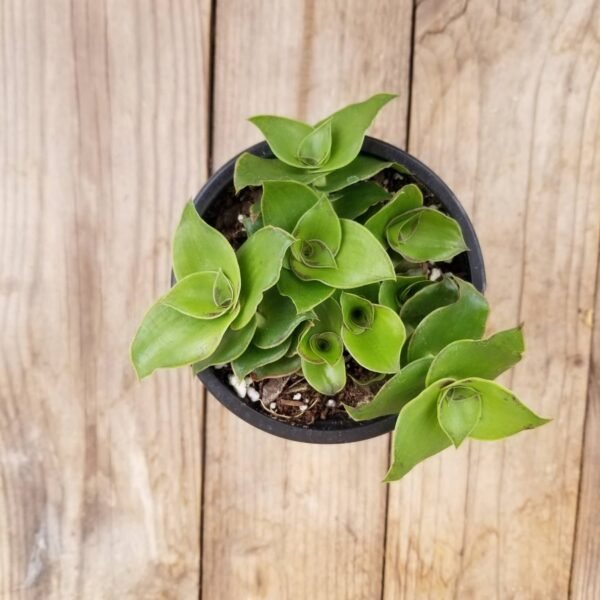 Dragon tail wandering jew