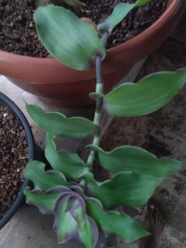 Dragon tail wandering jew - Image 2