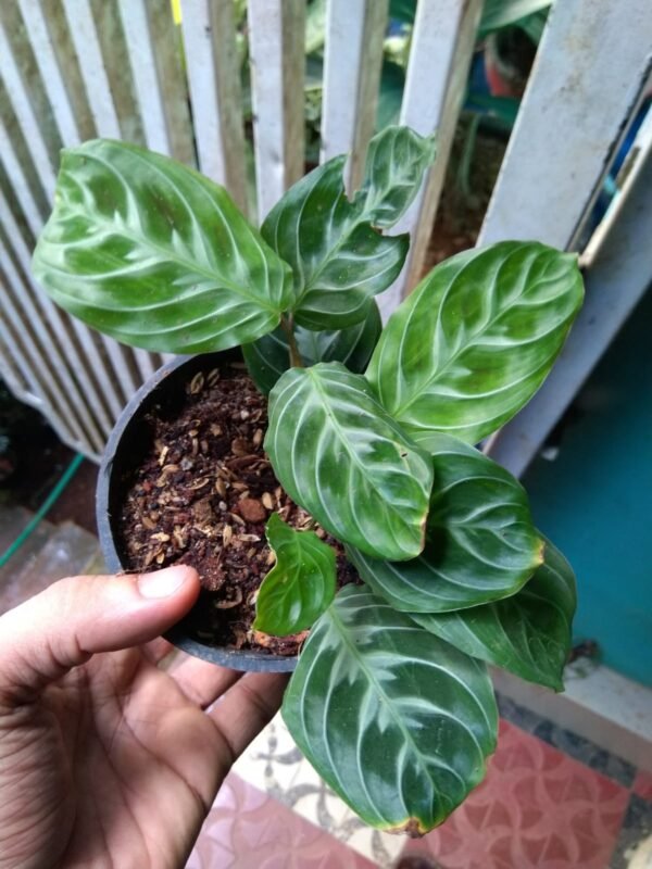 Maranta Cat Moustache. - Image 2