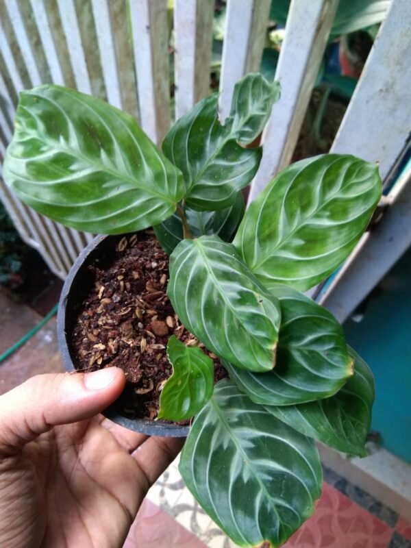 Maranta Cat Moustache. - Image 3