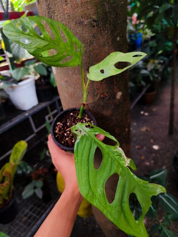 Monstera Adanosonii Mint Tricolor - Image 2