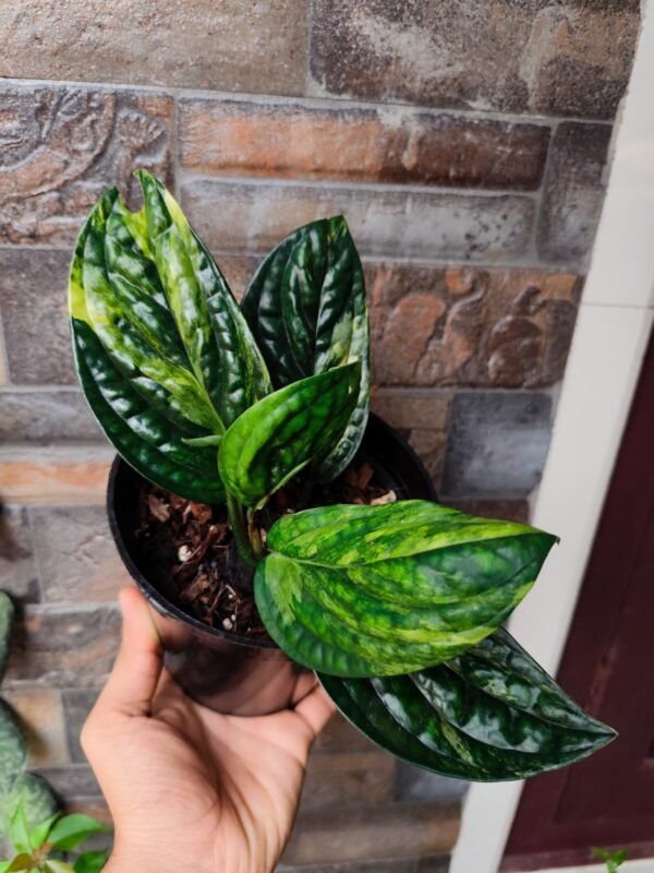Monstera Peru Variegated Big - Image 2