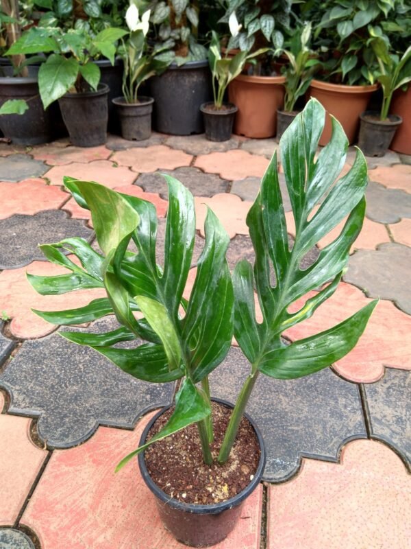 Monstera Pinnatipartita - Image 2