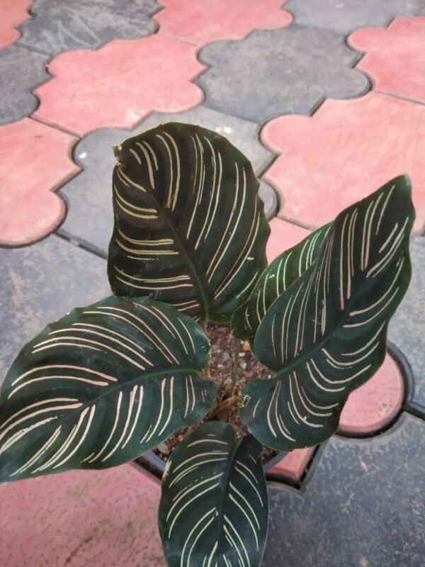 PIN STRIPE CALATHIA BIG PLANT - Image 2