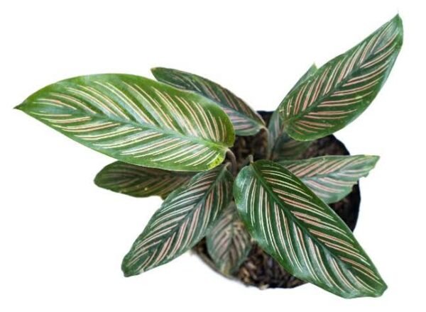 PINSTRIPE RED BIG PLANT