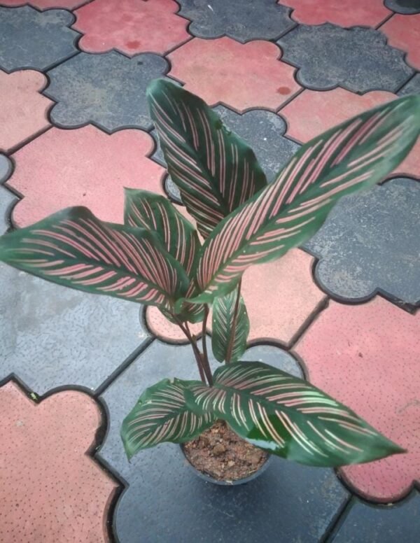PINSTRIPE RED BIG PLANT - Image 2