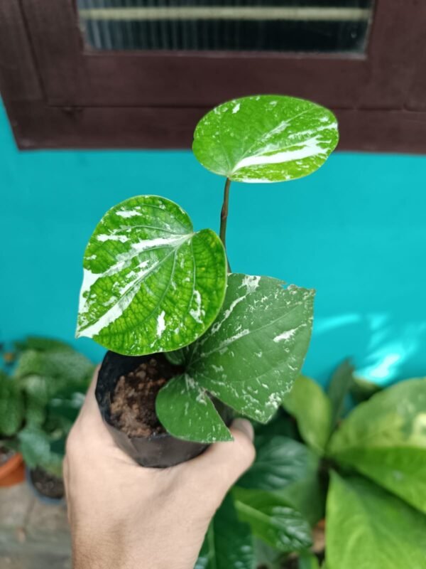 Piper Nigrum Variegated - Image 2