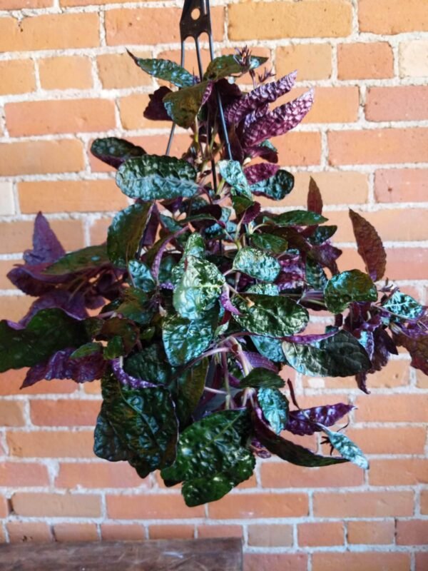 Purple Waffle