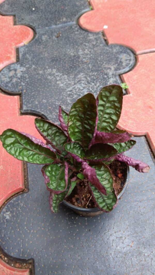 Purple Waffle - Image 2