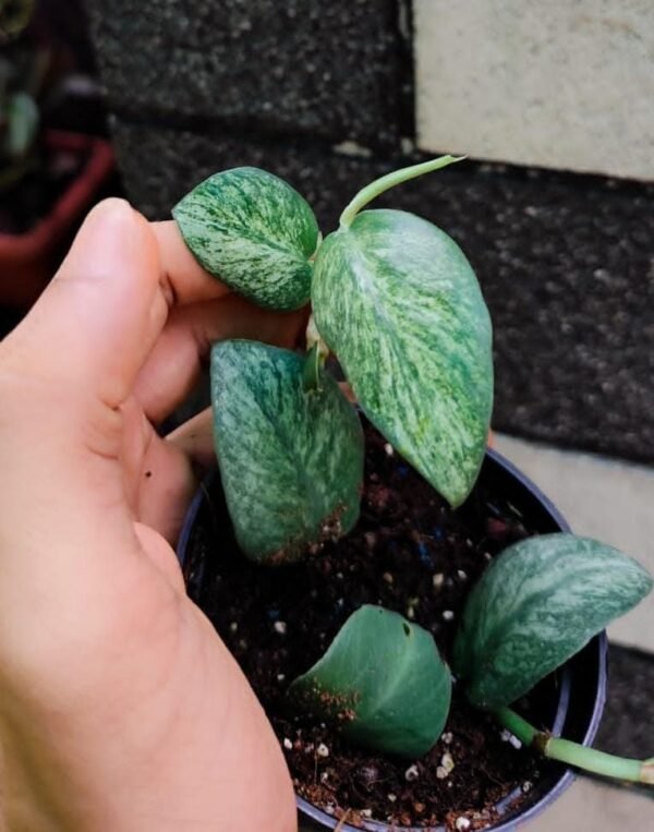 RHAPHIDOPHORA HONGKONGENSIS MINT VARIGATED - Image 2