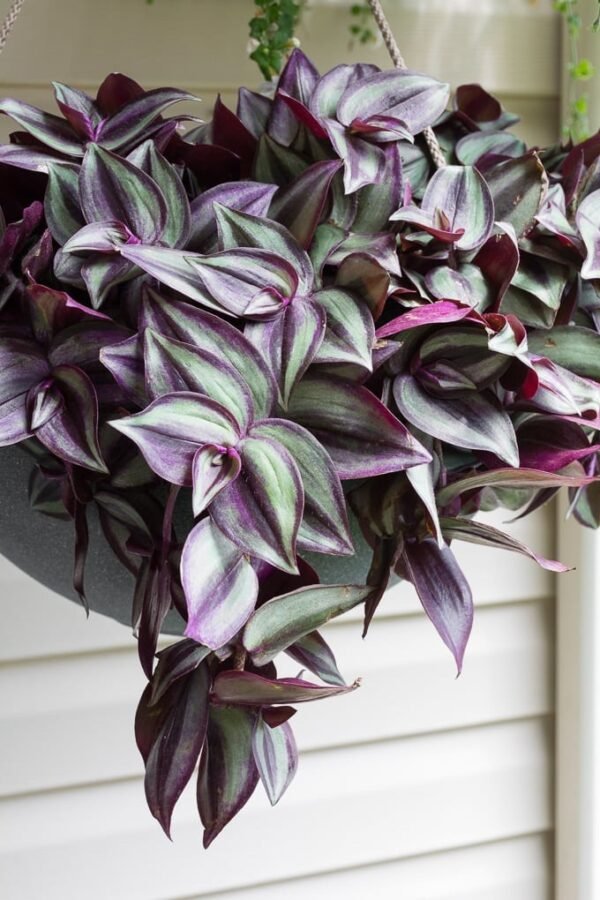 ROOTED WANDERING JEW