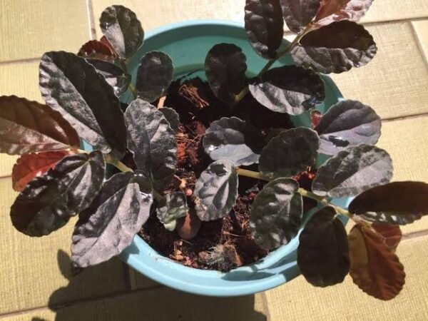 Red Watermelon bigonia