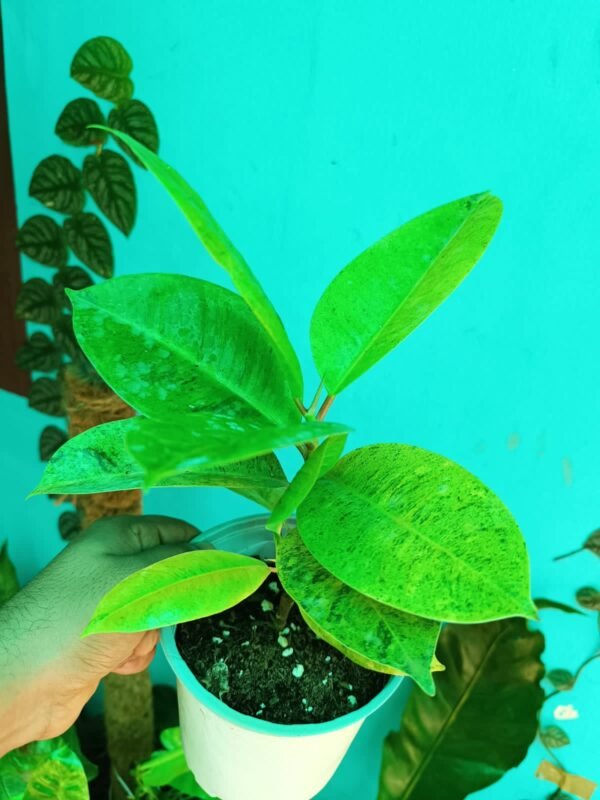 Rubber Plant Shivereana - Image 2