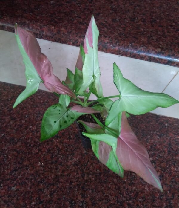 Singonium Strawberry Milk - Image 2