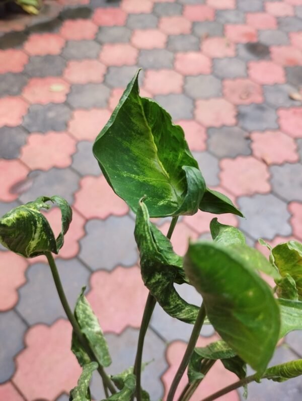 Syngonium Godzilla - Image 4