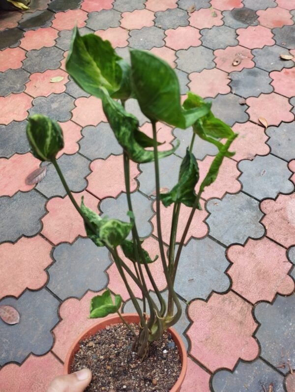 Syngonium Godzilla - Image 3