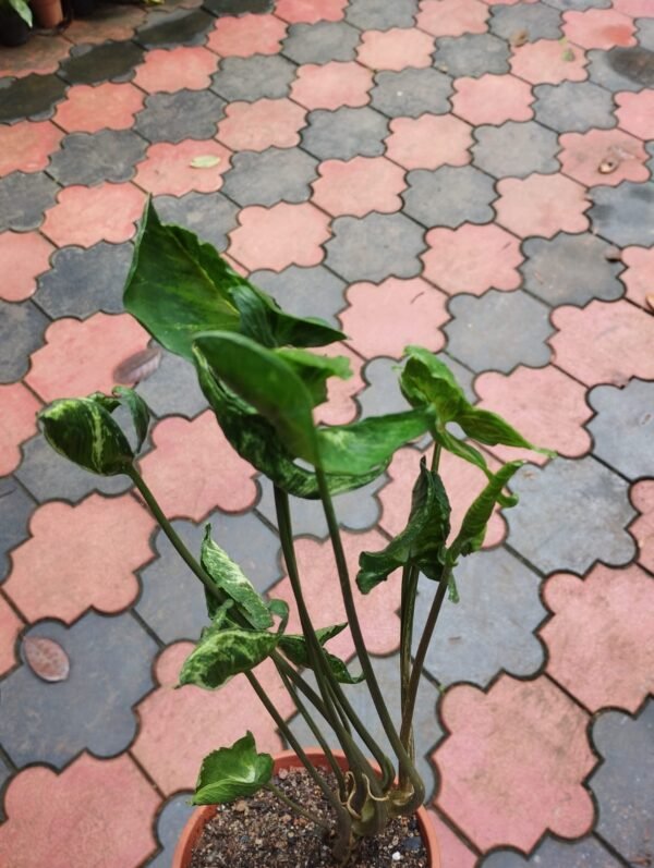 Syngonium Godzilla - Image 2