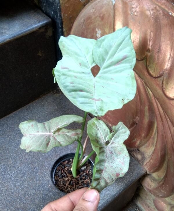 Syngonium Milk Confetti - Image 2