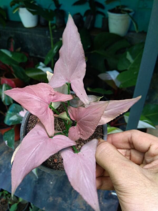 Syngonium Pink Perfection - Image 2