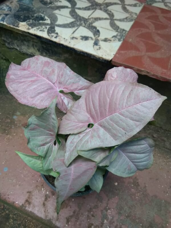 Syngonium Pink Spot - Image 2