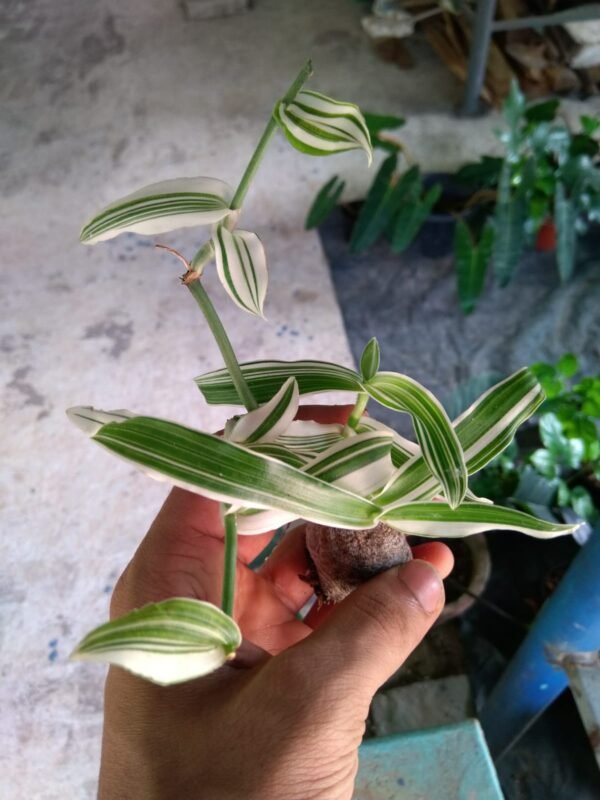 Tradescantia Variegated - Image 3