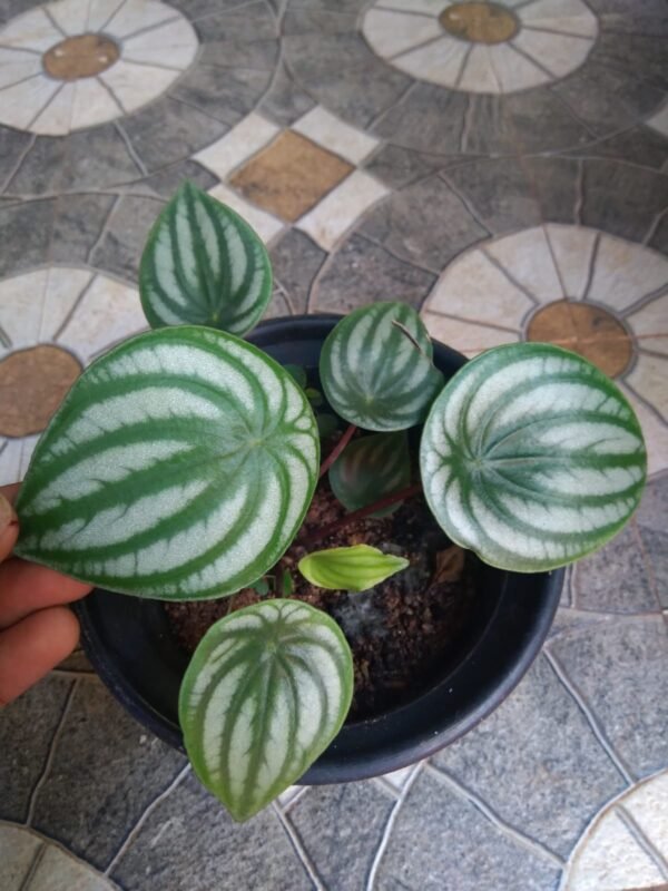 Watermelon Pepromia - Image 2