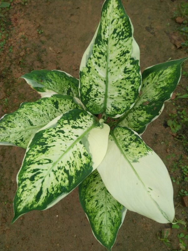 Variegated Defenbachia - Image 2