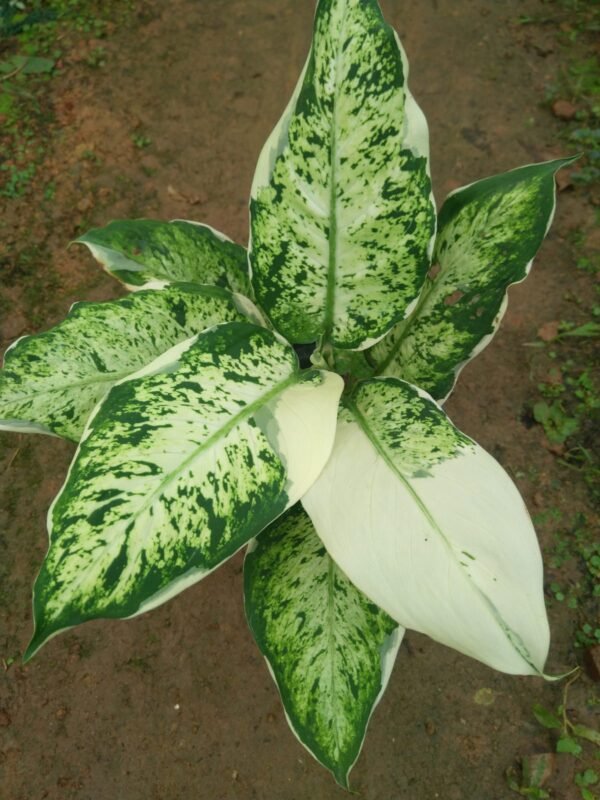Variegated Defenbachia