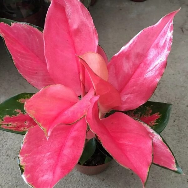 China red ( Pink Suksom )