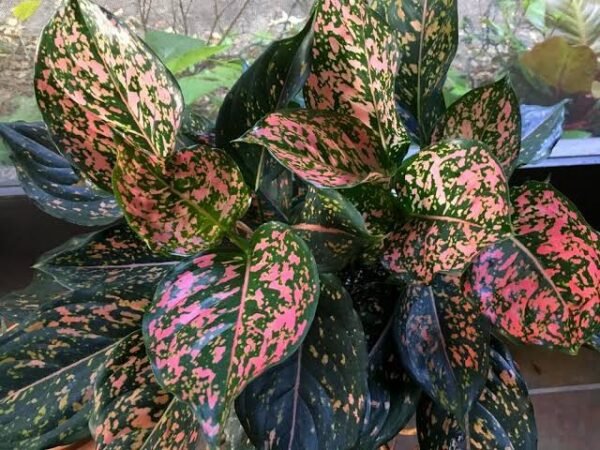 Aglonema Pink Dalmatian