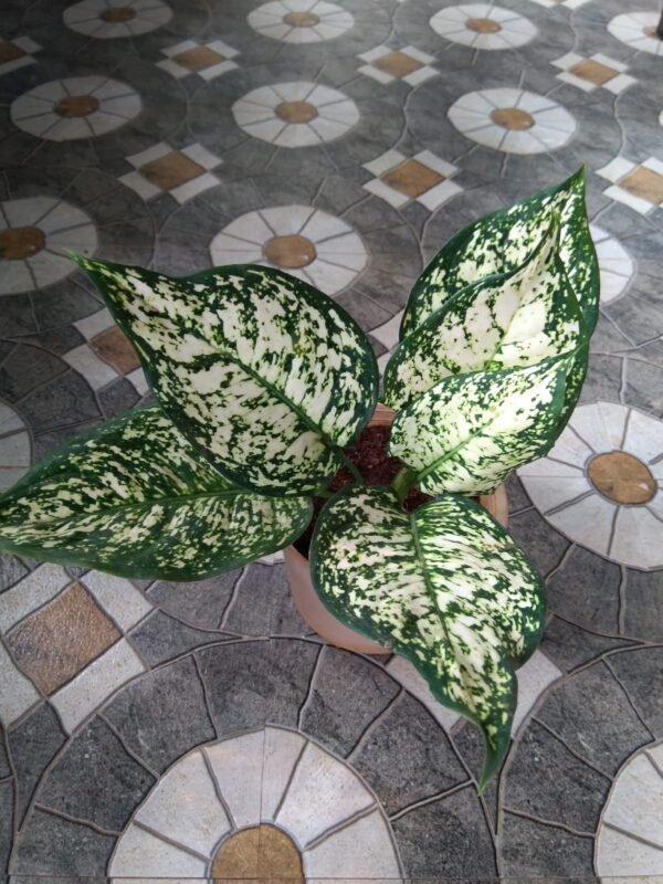 Aglonema White Anyamanee - Image 2