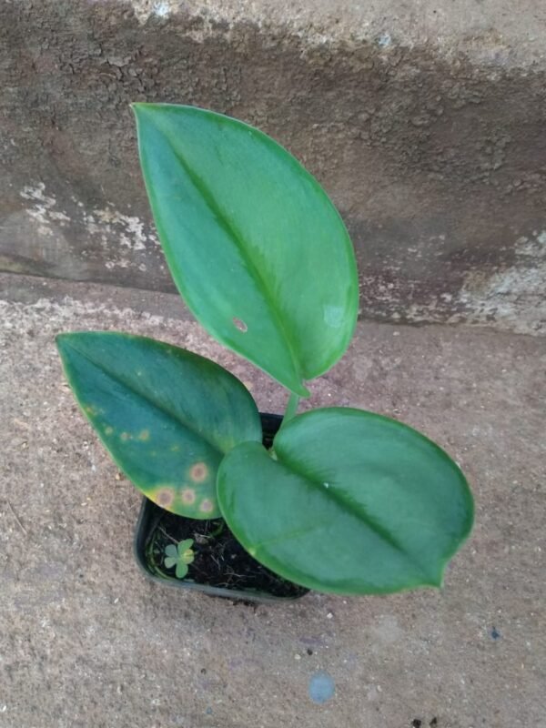 MOONLIGHT POTHOS - Image 2