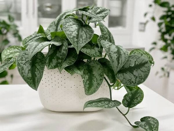 Satin pothos