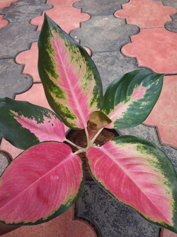 China red ( Pink Suksom ) - Image 2