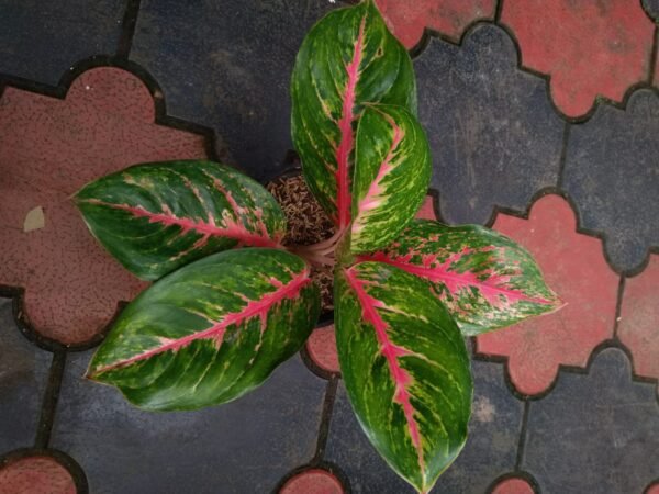 Aglonema Boxer - Image 2