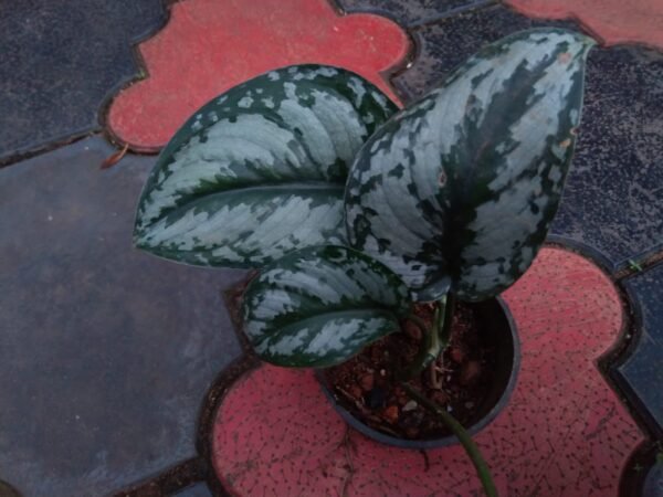 Satin pothos - Image 2