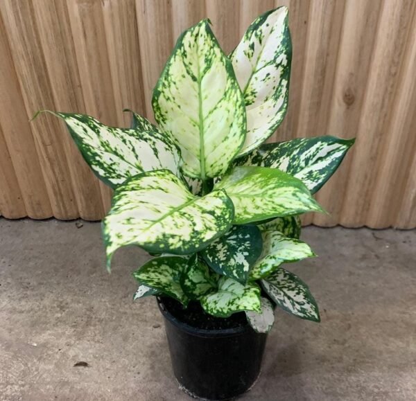 Aglonema White Anyamanee