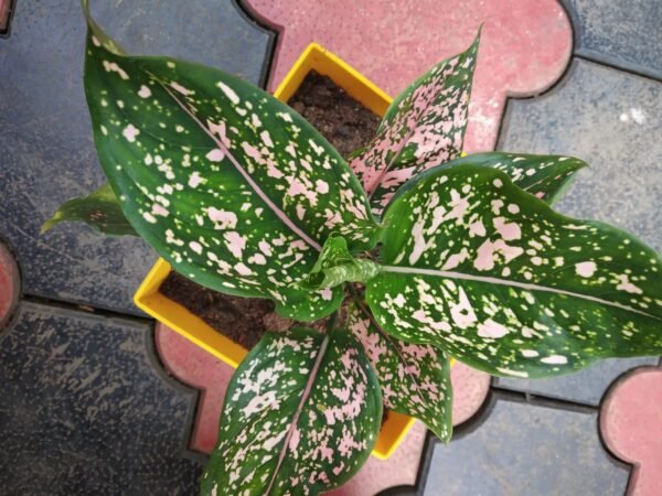 Aglonema Pink Dalmatian - Image 2