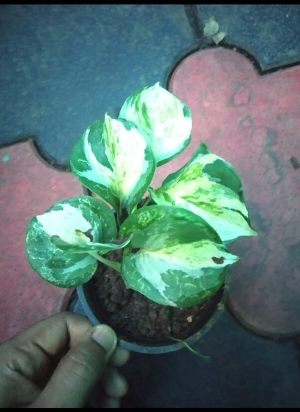 MANJULA POTHOS SMALL - Image 2